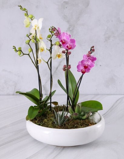 Garden Of Orchids And Succulents