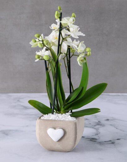 Whimsical White Orchids