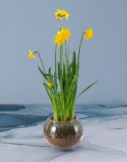 Daffodils In Fish Bowl