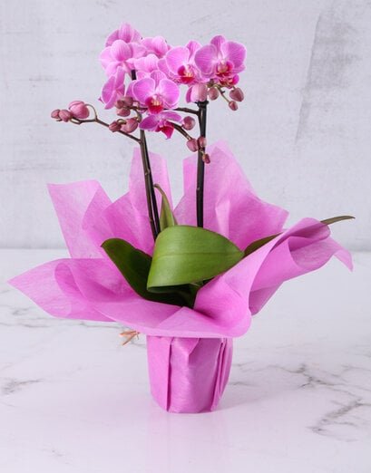 Pink Phalaenopsis Orchid In Woven Basket