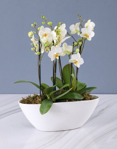 Wholesome White Orchid In White Boat Vase
