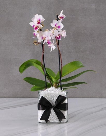 Elegant And Enchanting Orchid