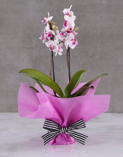 Whimsical White And Pink Orchid - Product image