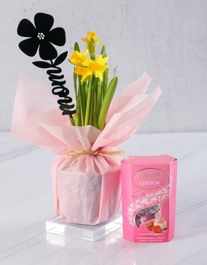 Cheerful Cerise Mom Daffodil Plant