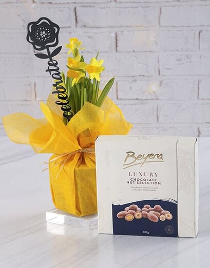 Bright Blue Celebrate Daffodil Plant