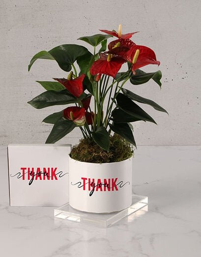Pretty Lily Thank You Plant