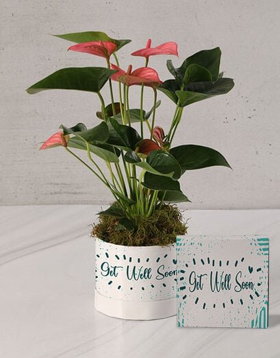 Pretty Lily Get Well Plant