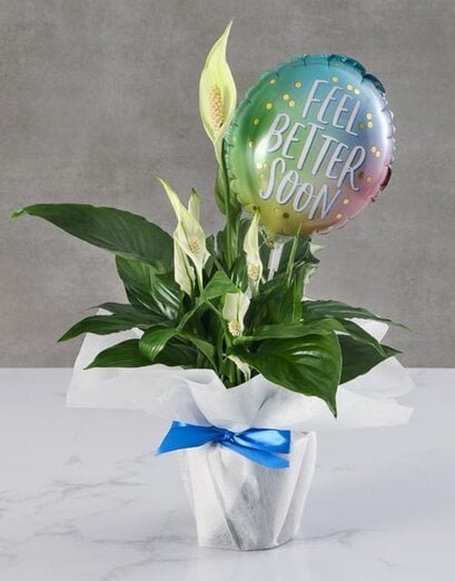 Feel Better Lily Plant Hatbox