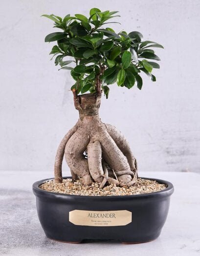 Plants - Personalised - Product image