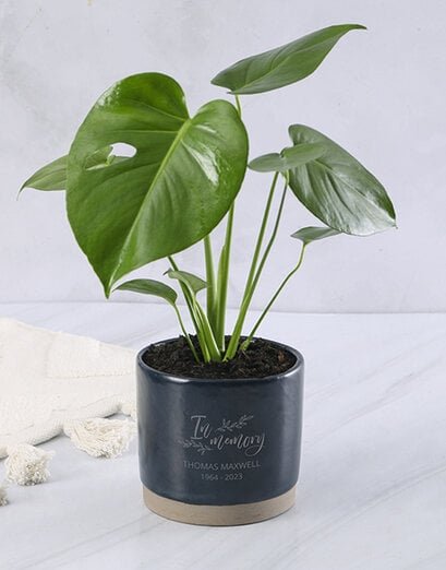 Personalised Sympathy Monstera - Product image