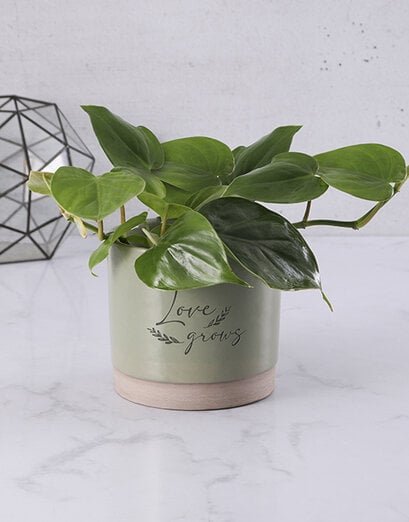 Green - Heart Leaf Philondendron - Product image