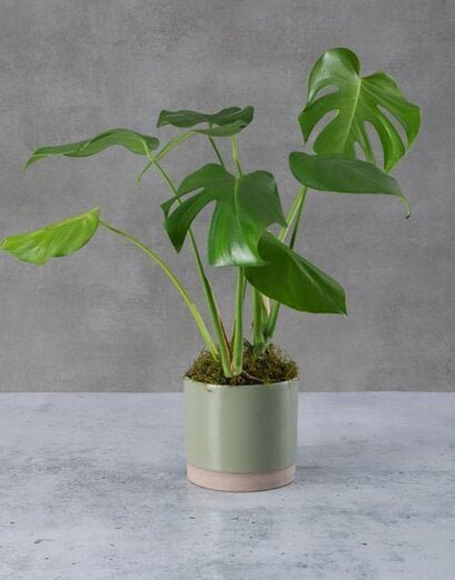 Marvellous Monstera Pot Plant - Product image