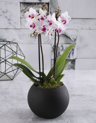Pink Orchid In Round Black Vase