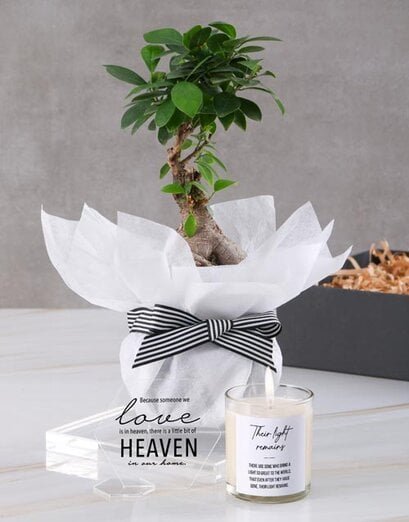 Plants - Green - Product image