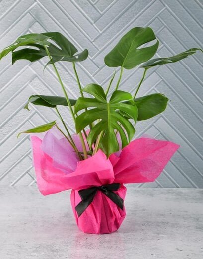 Monstera In Pink - Product image