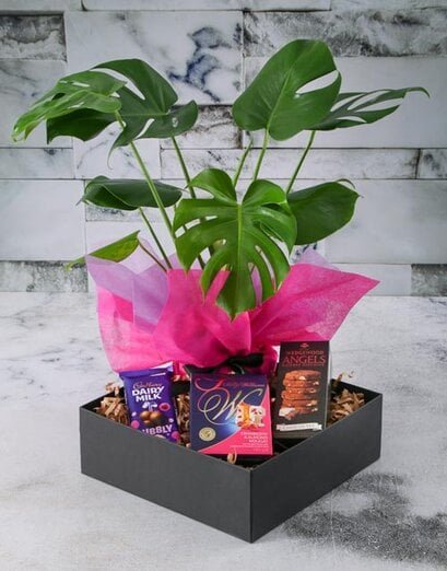Sweet Monstera In Box - Product image