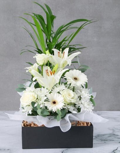 Green - Areca Bamboo Love Palm - Product image