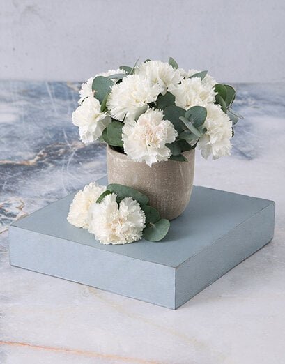 Immaculate White Carnations in a Pot - Product image