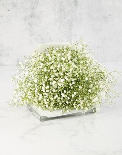 Flowers - Babys Breath - Product image