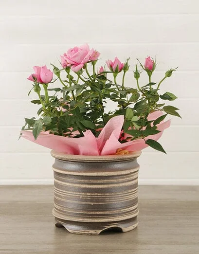 14cm Potted Rose Plant - Product image