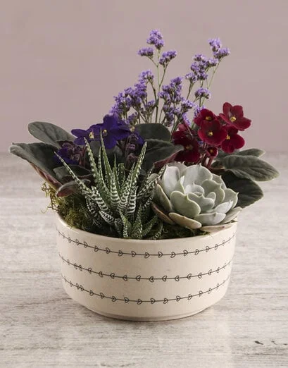 African Violet Flair In Ceramic Pot - Product image