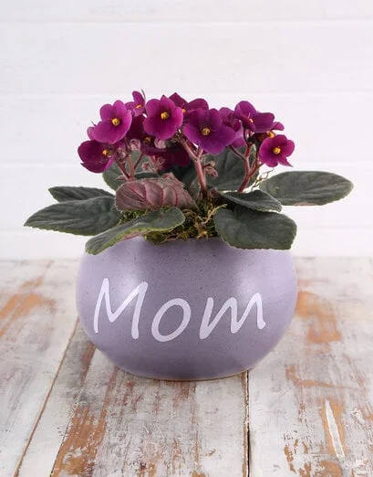 African Violets for Mom - Product image