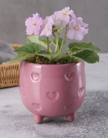 African Violets In Pink Heart Pot - Product image