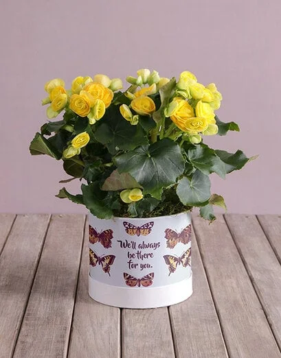 Always Be There Yellow Begonias - Product image