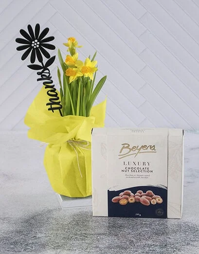 Awesome Aqua Thanks Daffodil Plant - Product image