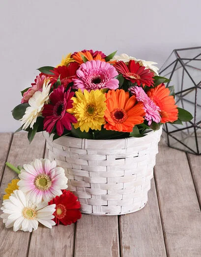 Basket Of Mixed Gerbera Daisies - Product image