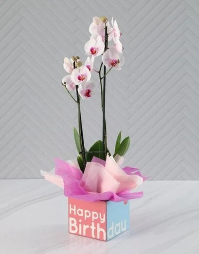 Beautiful Birthday Orchid - Product image