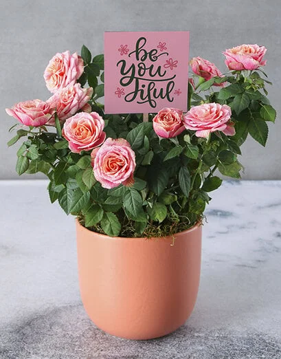Beautiful Rose Bush - Product image