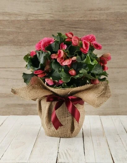 Begonia Plant in Hessian Wrapping - Product image