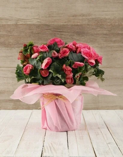 Begonia Plant in Tissue Paper - Product image