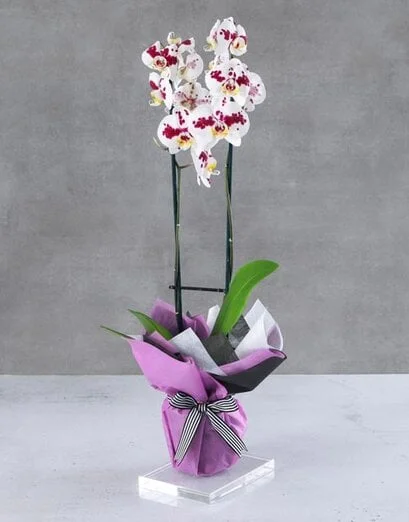 Bilbao Orchid Brilliantly Wrapped - Product image