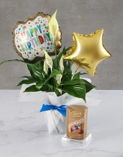 Birthday Lily Plant - Product image