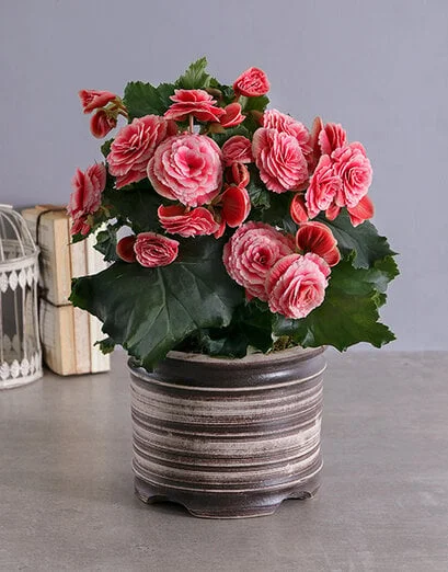 Blissful Begonia Pot Plant - Product image