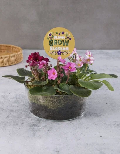 Blooming Beautiful African Violets - Product image
