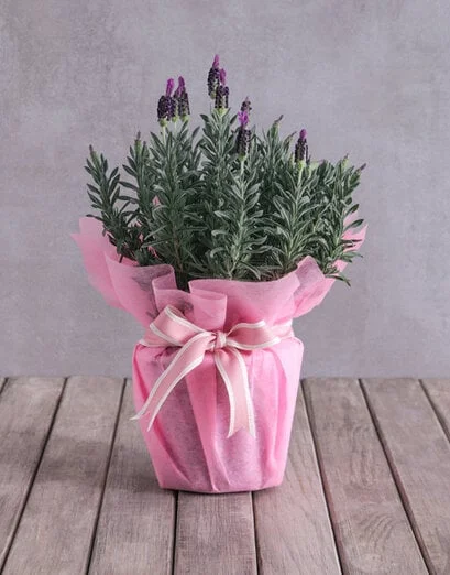 Blossom Pink Lavender Display - Product image