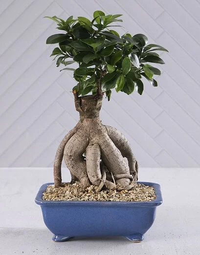 Bonsai In Blue Pot - Product image