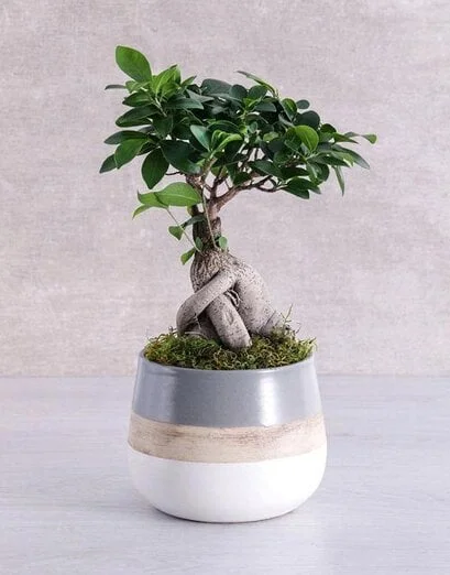 Bonsai Plant In A Striped Pot - Product image