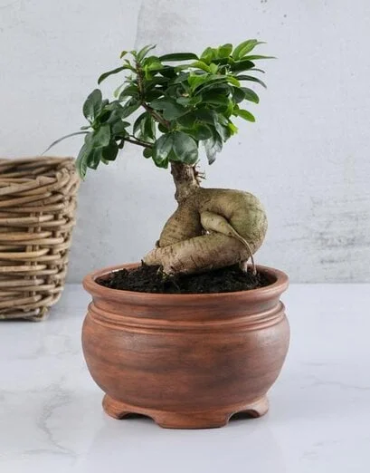 Bonsai Tree in Pottery - Product image