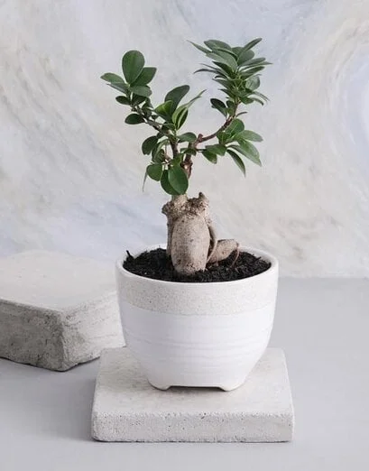 Bosses Day Bonsai in a Speckled Pot - Product image