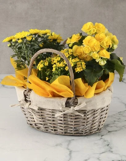 Brilliant Yellow Begonia Basket Arrangement - Product image