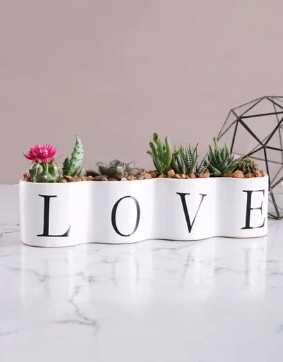 Cacti and Succulents in Love Pot - Product image