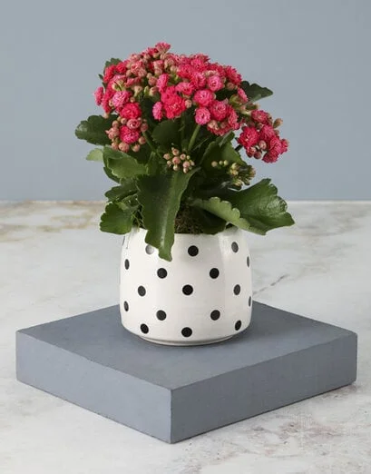 Cerise Kalanchoe In Polka Dot Pot - Product image