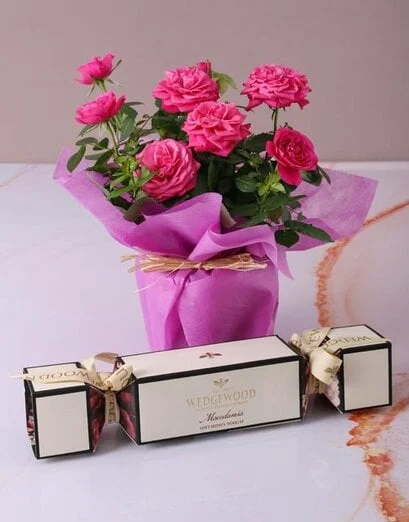 Cerise Rose Bush in Wrapping - Product image