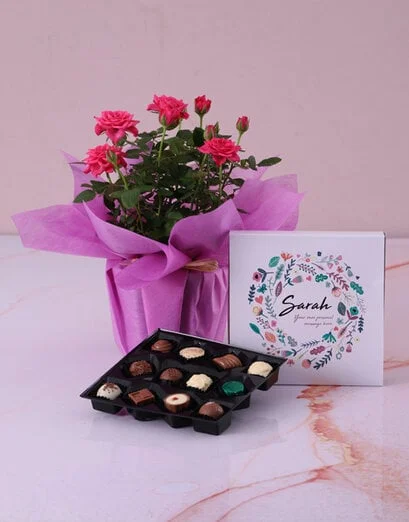 Cerise Rose Bush With Chocolates - Product image