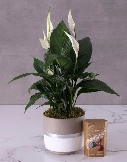 Charming Spathiphyllum Pot Plant - Product image