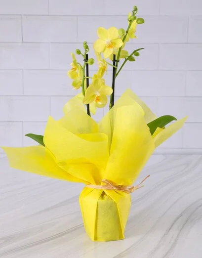 Cheerful Yellow Orchid In Rectangular Basket - Product image